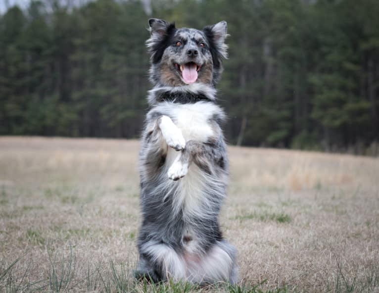 Dakota, an Australian Shepherd tested with EmbarkVet.com