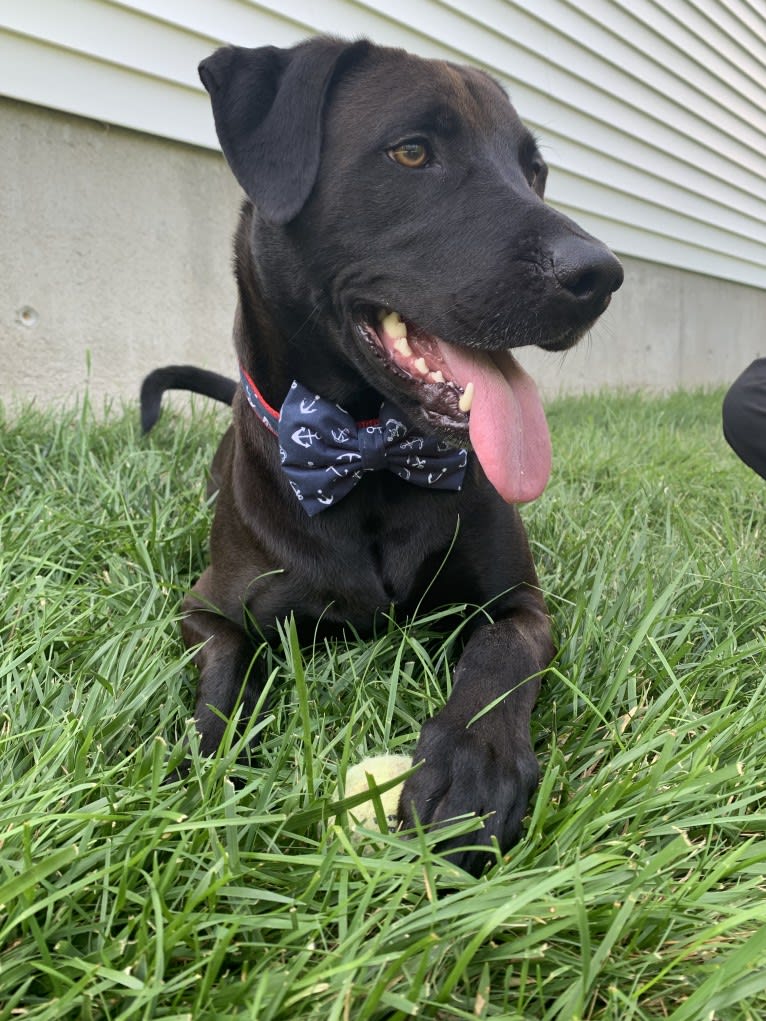 Finn, an American Pit Bull Terrier and Labrador Retriever mix tested with EmbarkVet.com