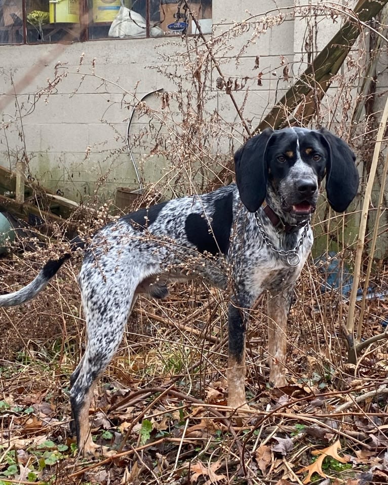 Leroy, a Bluetick Coonhound tested with EmbarkVet.com