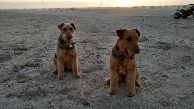 Sasha, an Airedale Terrier tested with EmbarkVet.com