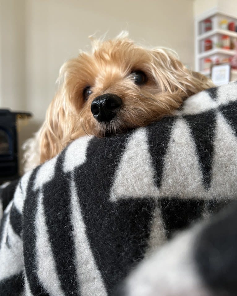 Missy, a Silky Terrier tested with EmbarkVet.com