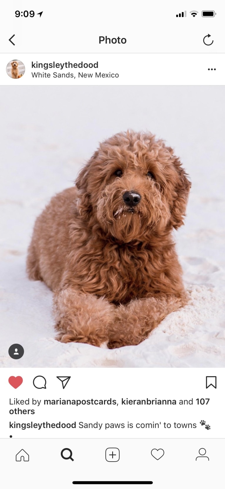 Kingsley, a Goldendoodle tested with EmbarkVet.com