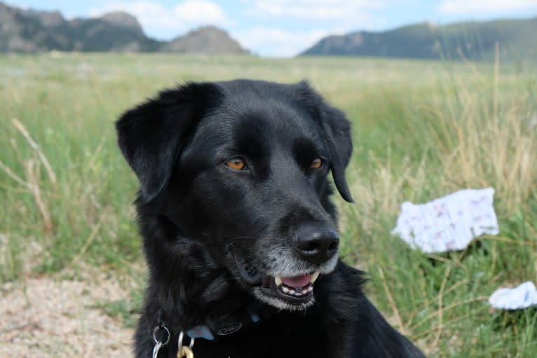 Riley, a Weimaraner and Labrador Retriever mix tested with EmbarkVet.com