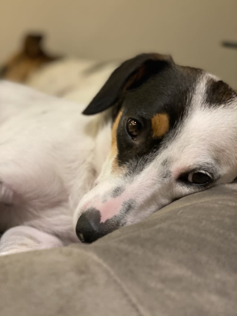 Zac, a Chihuahua and Australian Cattle Dog mix tested with EmbarkVet.com