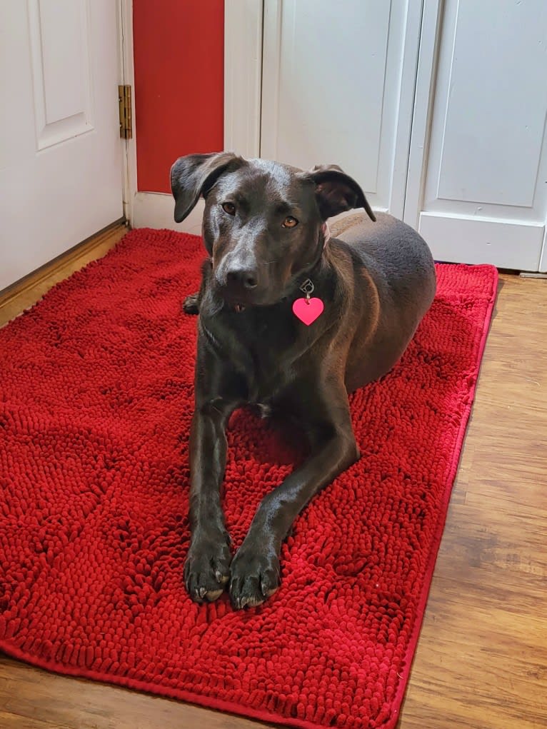 Harper, an American Pit Bull Terrier and Australian Shepherd mix tested with EmbarkVet.com