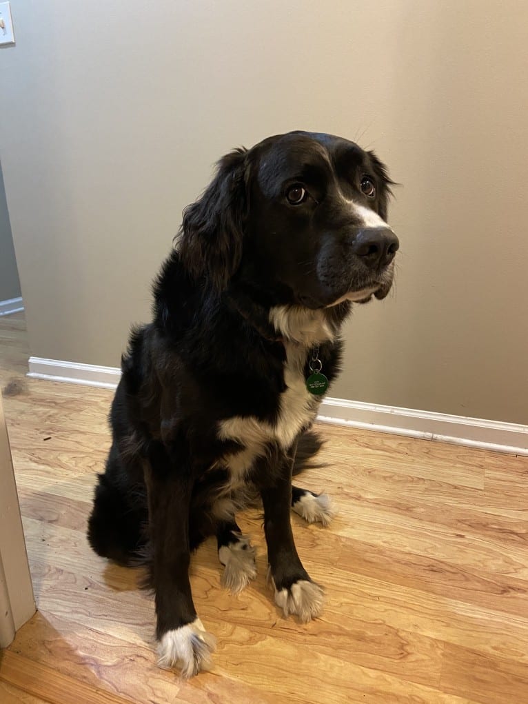 Izzy, a Saint Bernard and Labrador Retriever mix tested with EmbarkVet.com