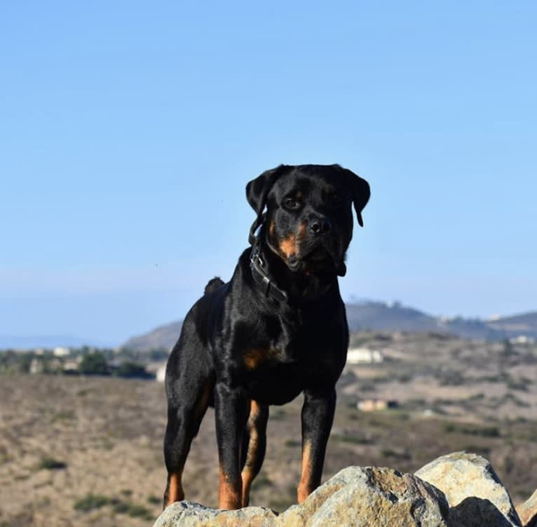 Wüstenhaus Samson, a Rottweiler tested with EmbarkVet.com