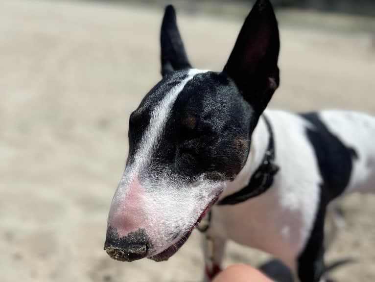 Lorenzo, a Bull Terrier tested with EmbarkVet.com