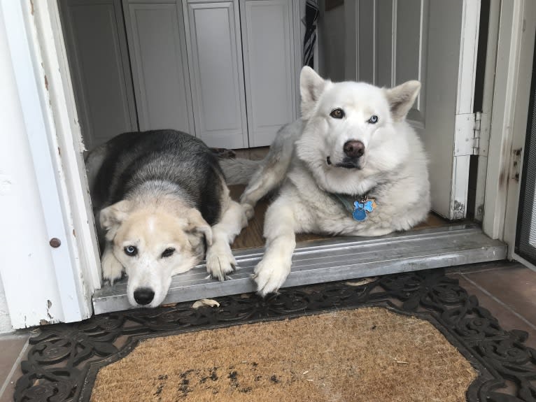 Mia, a Siberian Husky tested with EmbarkVet.com