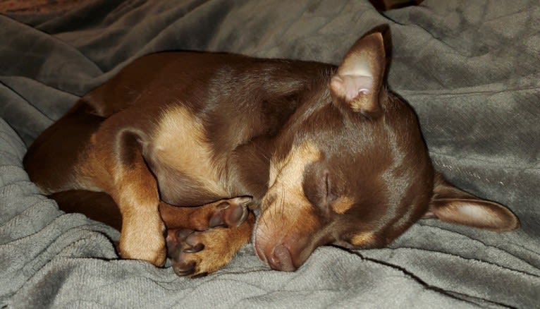 Oliver, a Chihuahua and Miniature Pinscher mix tested with EmbarkVet.com