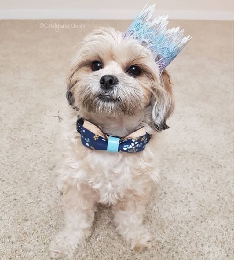 Mochi, a Shih Tzu and Poodle (Small) mix tested with EmbarkVet.com