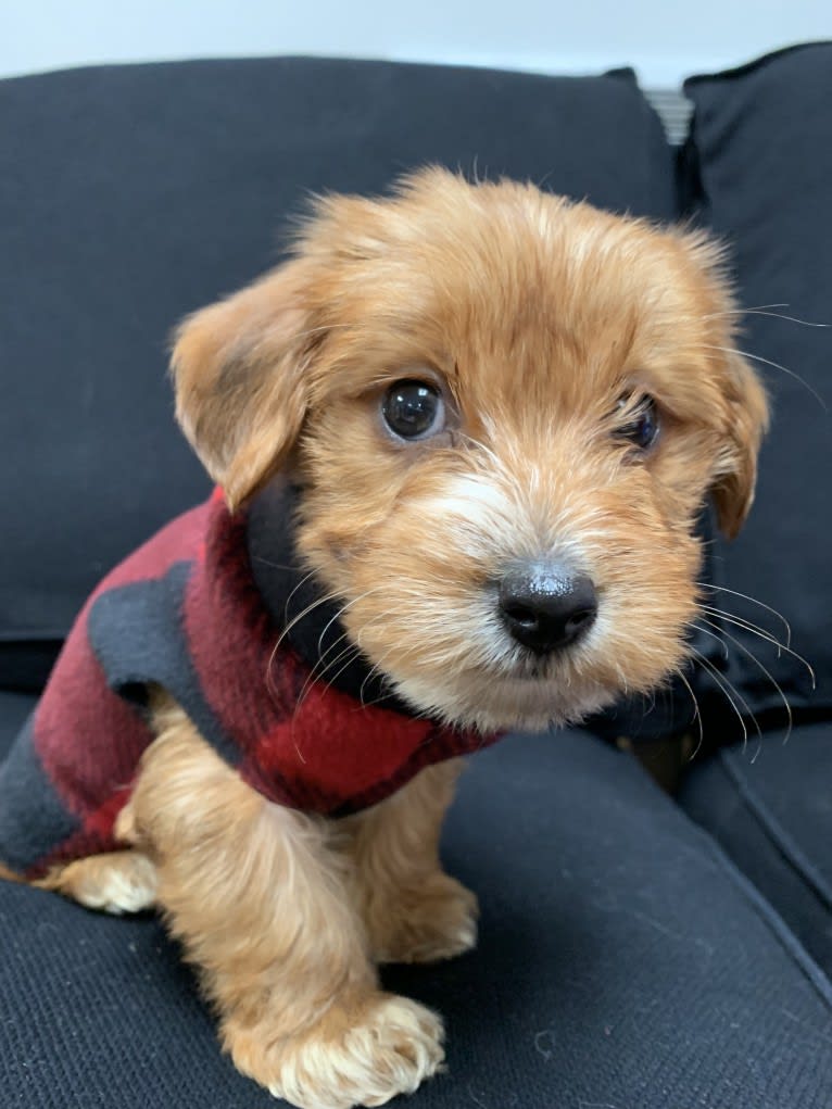 Winslow, a Yorkshire Terrier and Dachshund mix tested with EmbarkVet.com