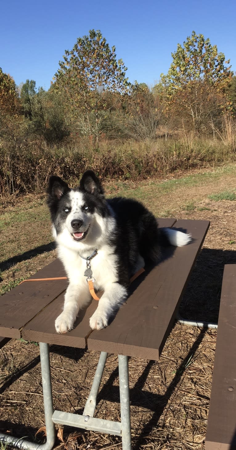 Creedence, a Yakutian Laika tested with EmbarkVet.com