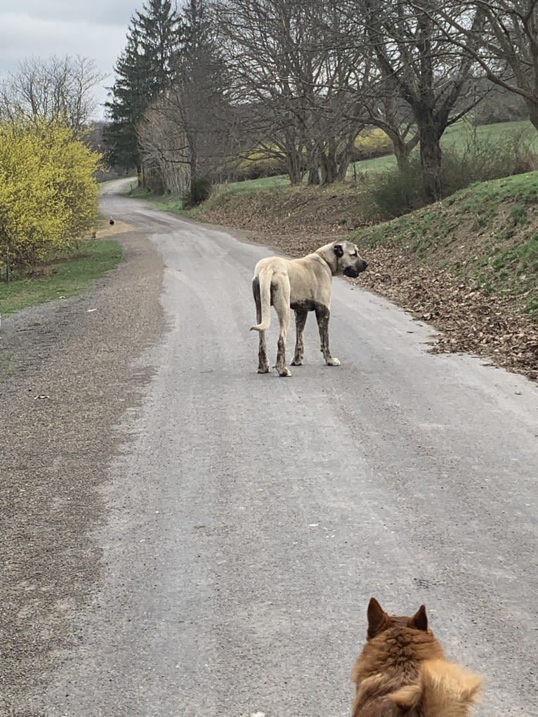 Wolf House Kimba, an Anatolian Shepherd Dog tested with EmbarkVet.com