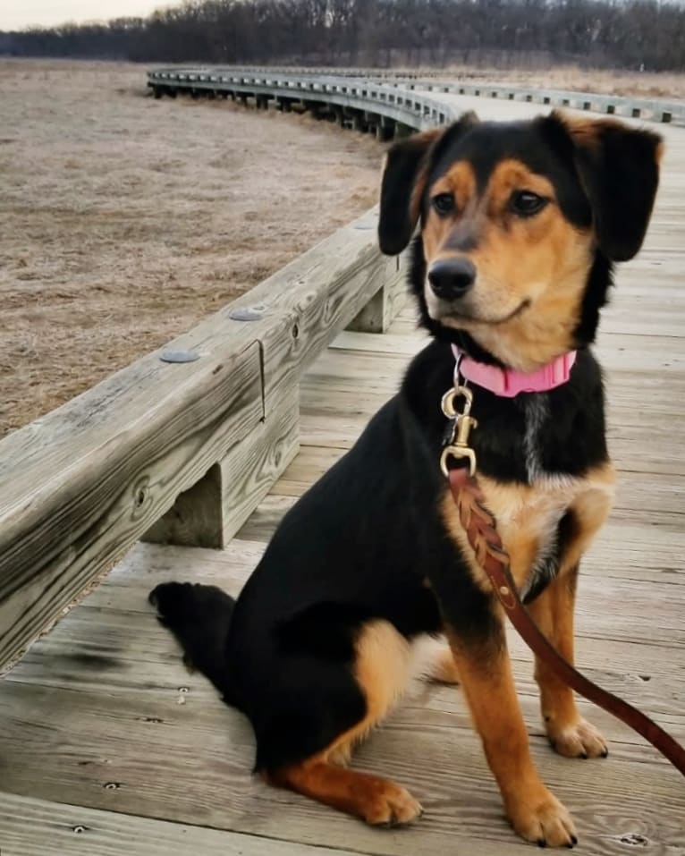 Millie, an Australian Cattle Dog and Chow Chow mix tested with EmbarkVet.com