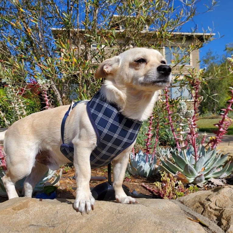 Austin "Sausage" Kim, a Poodle (Small) and Chihuahua mix tested with EmbarkVet.com