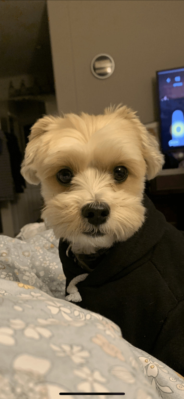 Toby, a Yorkshire Terrier and Poodle (Small) mix tested with EmbarkVet.com