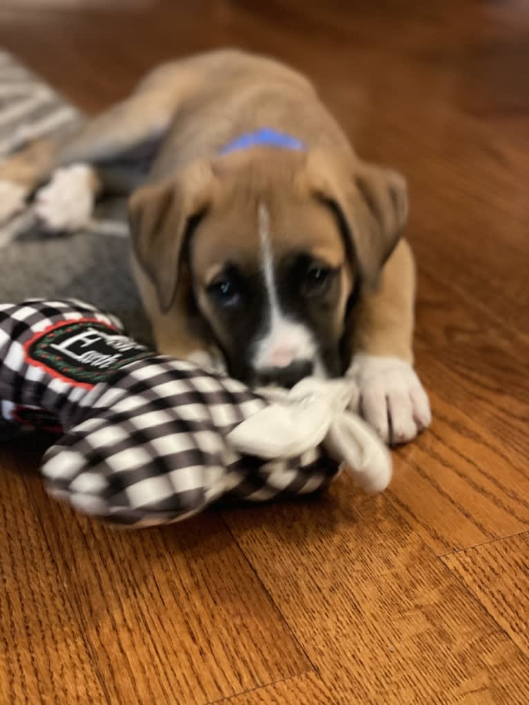 Sawyer, a Boxer and Great Pyrenees mix tested with EmbarkVet.com