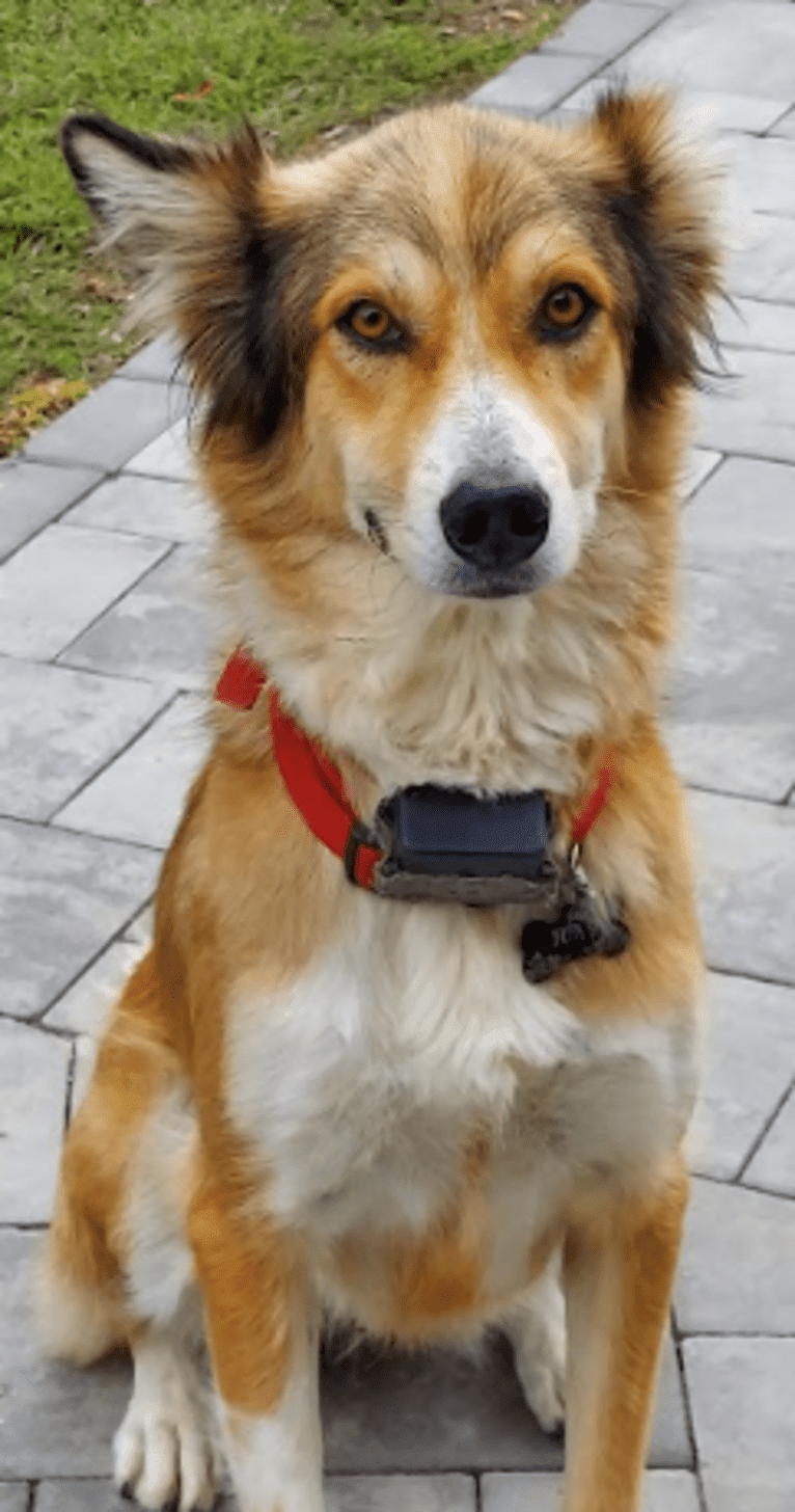 Foxy, an Arabian Village Dog tested with EmbarkVet.com