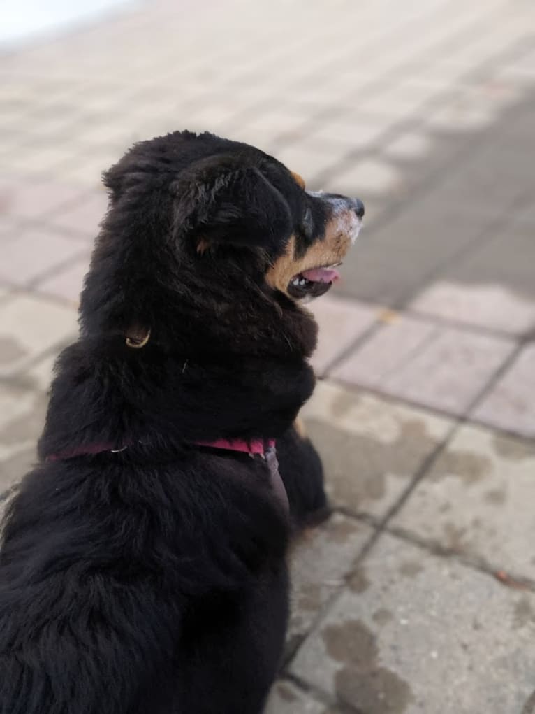 Felicia, a Chow Chow and Doberman Pinscher mix tested with EmbarkVet.com