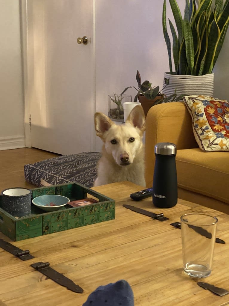 Milo, a Siberian Husky and Pug mix tested with EmbarkVet.com