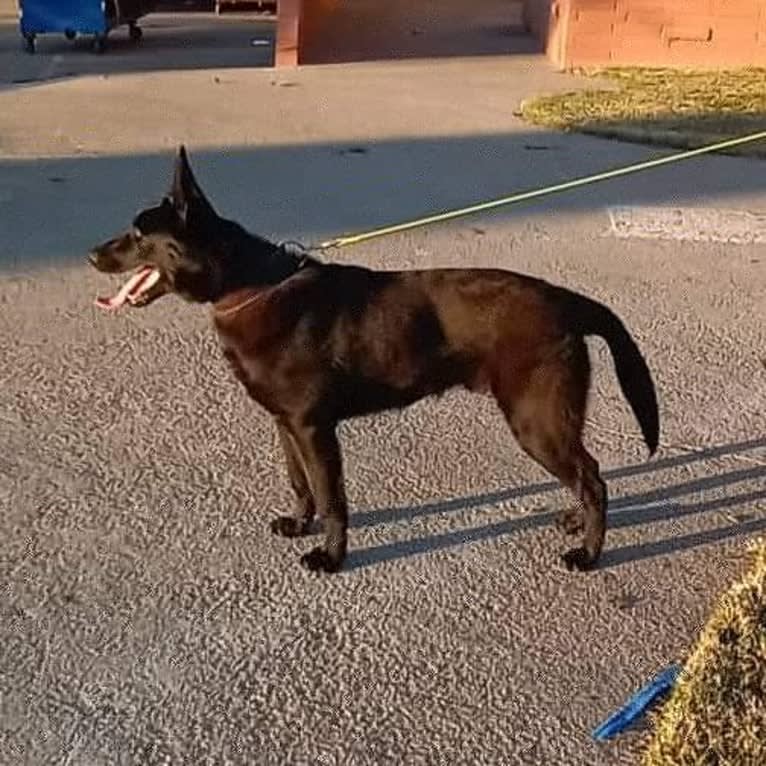 Reaper, a Belgian Shepherd tested with EmbarkVet.com