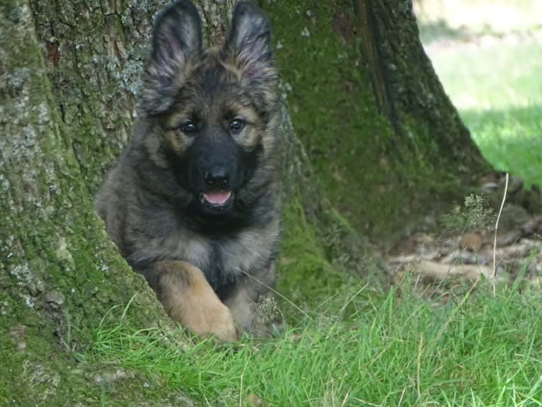 DAYAH, a German Shepherd Dog tested with EmbarkVet.com