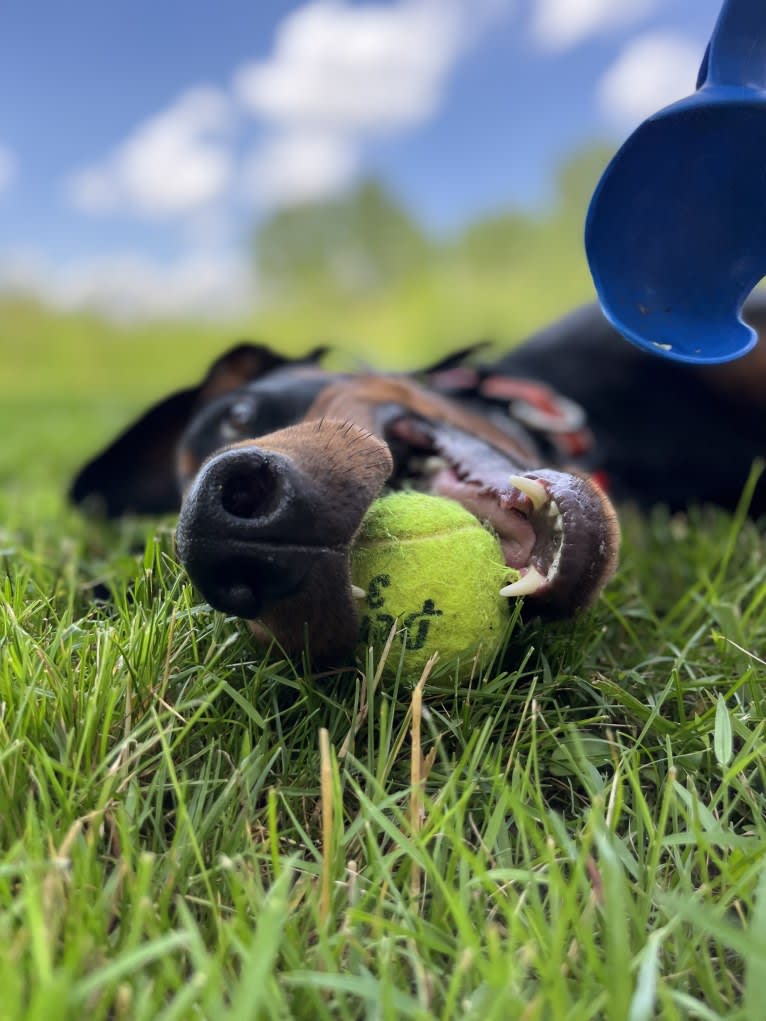 Arlo, a Doberman Pinscher tested with EmbarkVet.com