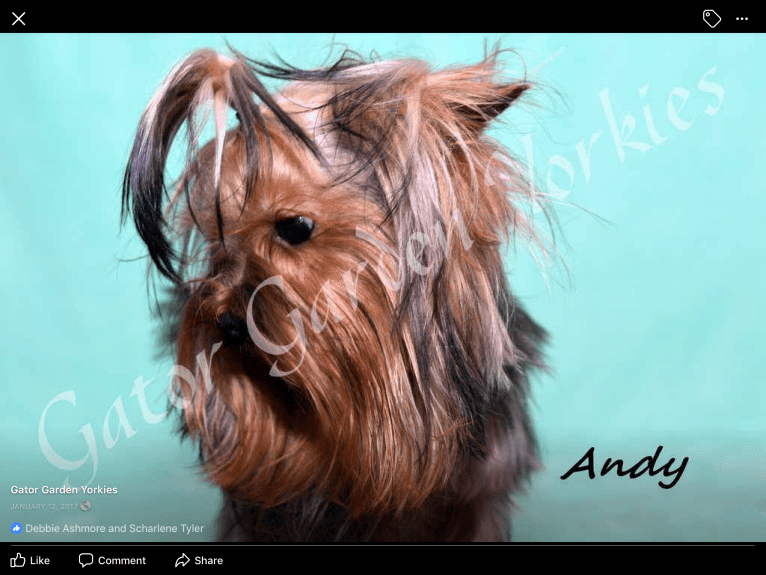 Andy, a Yorkshire Terrier tested with EmbarkVet.com