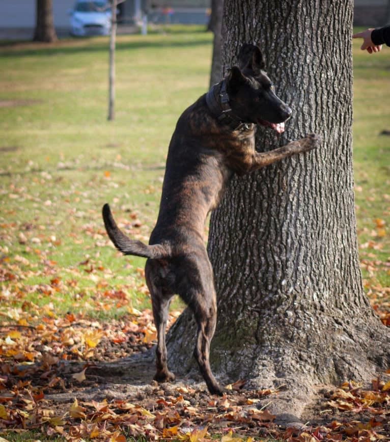 Static, a Dutch Shepherd tested with EmbarkVet.com