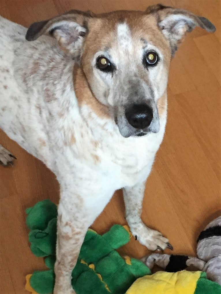 Lucy, a German Shepherd Dog and American English Coonhound mix tested with EmbarkVet.com