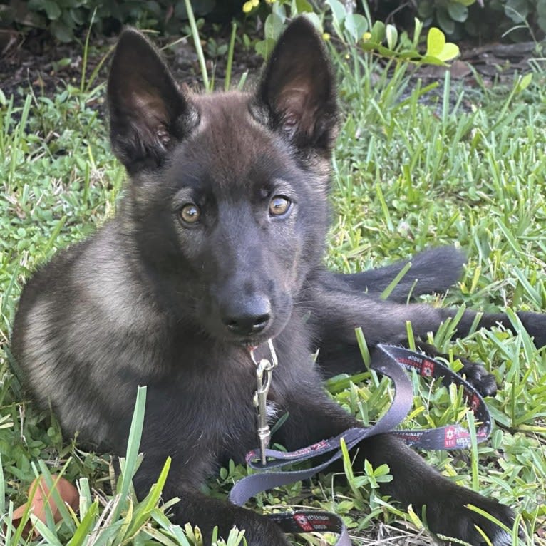 Nimbus Noctis, a Czechoslovakian Vlcak and Siberian Husky mix tested with EmbarkVet.com