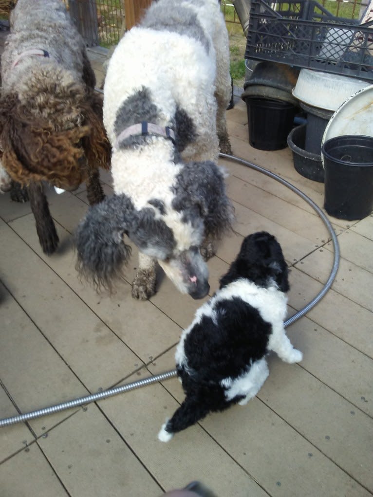 ENZO, a Poodle (Standard) tested with EmbarkVet.com