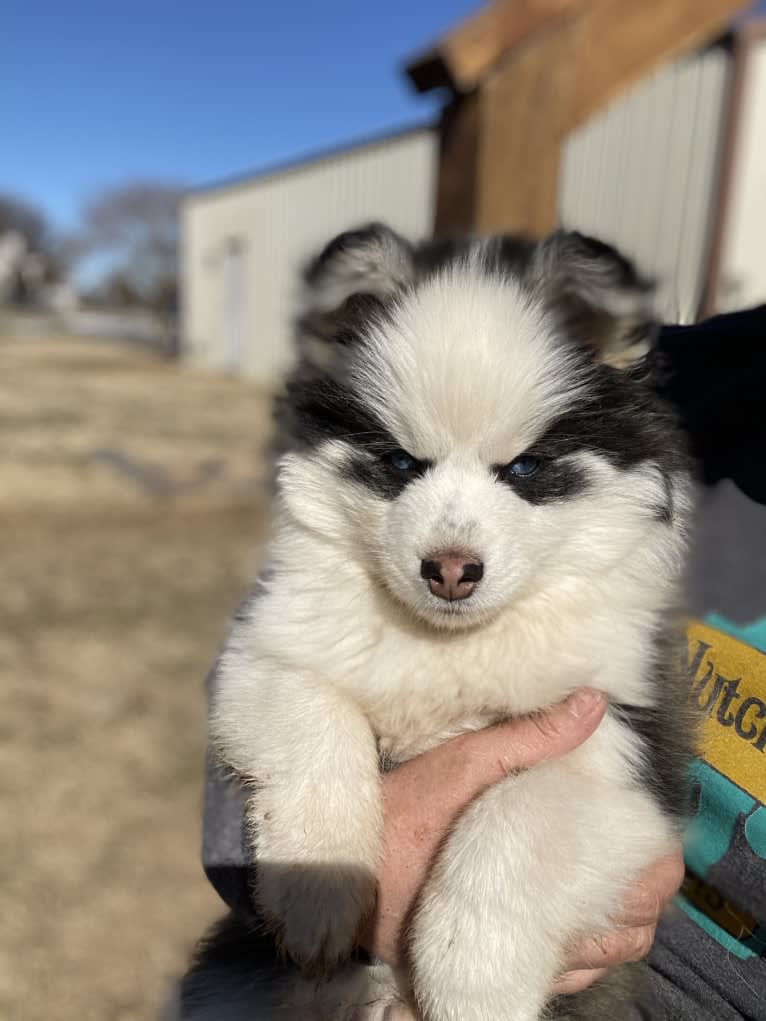 Yogi, a Pomsky tested with EmbarkVet.com