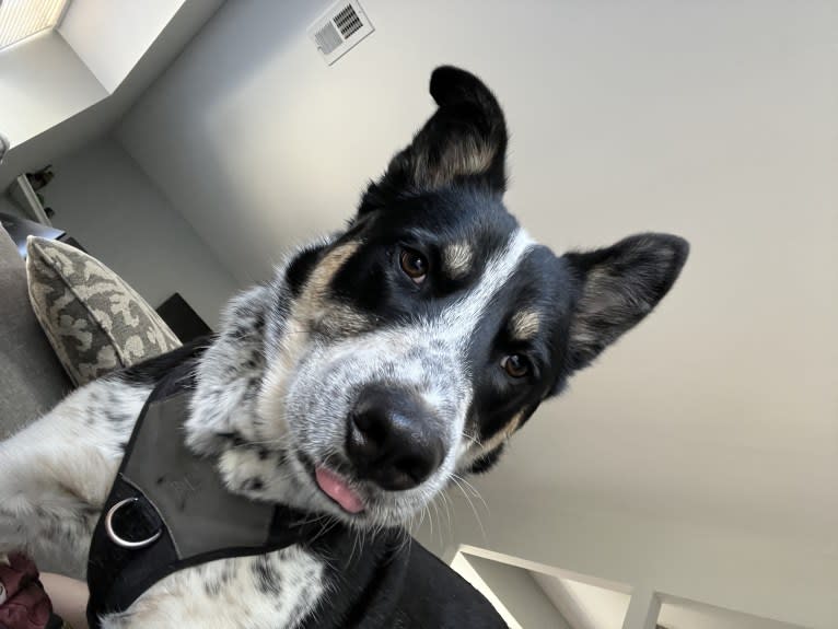 Charlie, a Siberian Husky and Australian Cattle Dog mix tested with EmbarkVet.com