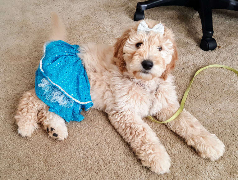 Sailor, a Goldendoodle tested with EmbarkVet.com