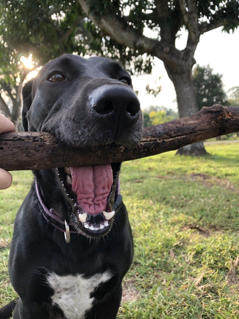 Kaida, a Labrador Retriever and Australian Shepherd mix tested with EmbarkVet.com