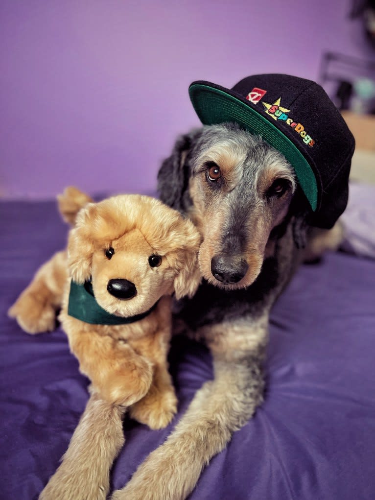 Hayley, an Aussiedoodle tested with EmbarkVet.com