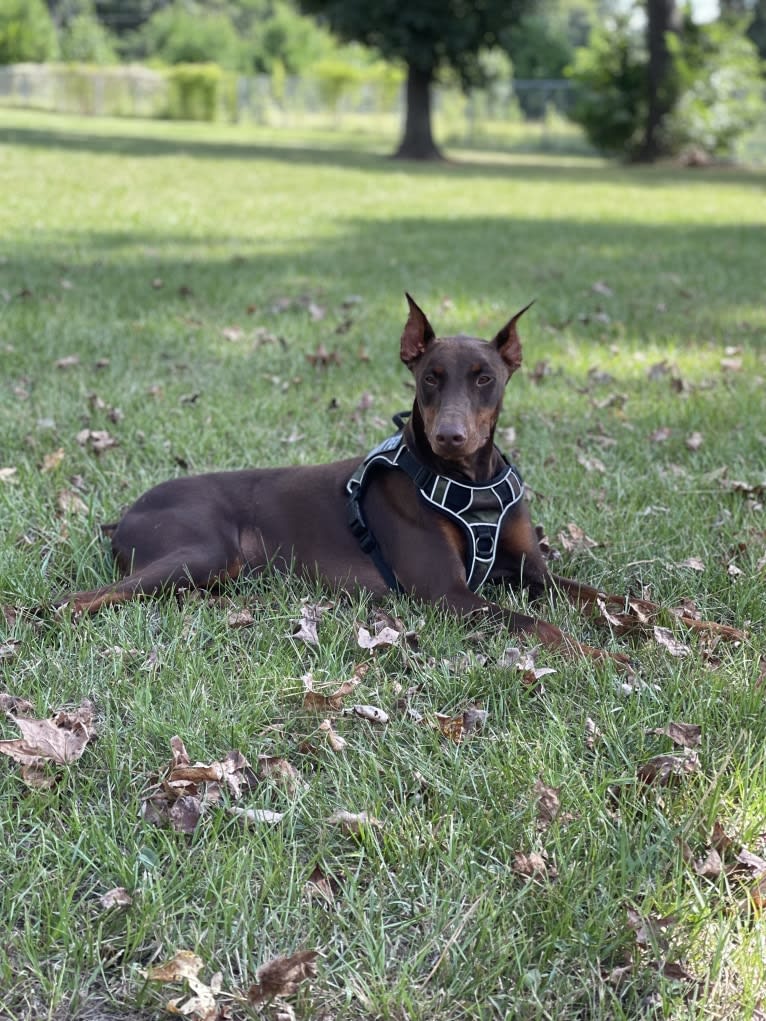 Axel Valor Rasberry, a Doberman Pinscher tested with EmbarkVet.com