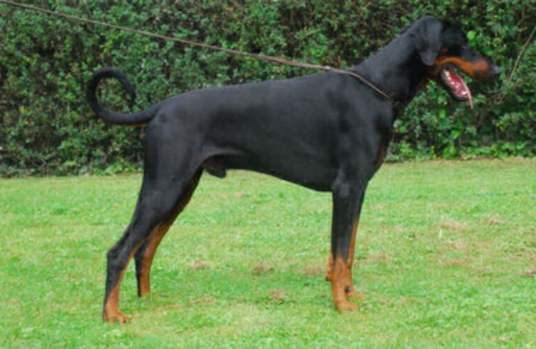 Alfred, a Doberman Pinscher tested with EmbarkVet.com