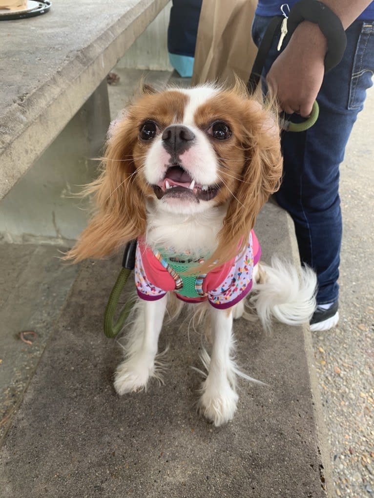 Rose Tyler, a Cavalier King Charles Spaniel tested with EmbarkVet.com
