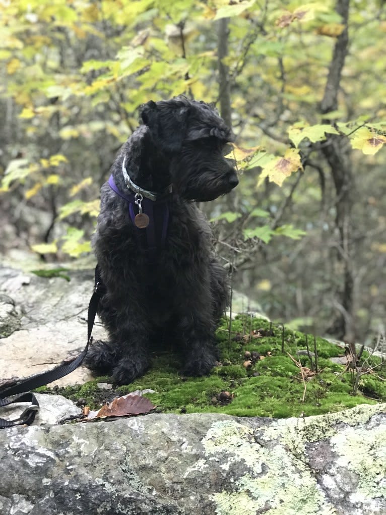 Bluebonnet, a Poodle (Small) and American Pit Bull Terrier mix tested with EmbarkVet.com