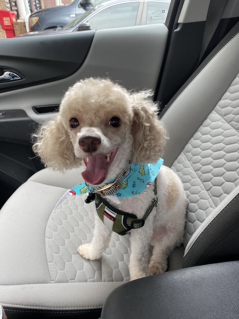 Reeves The Majestic, a Poodle (Small) tested with EmbarkVet.com