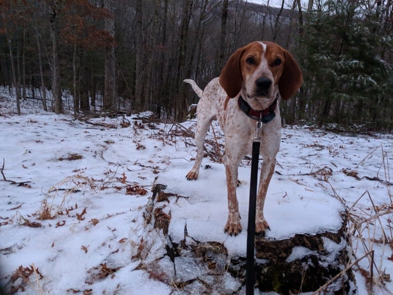 Ozloe, an American English Coonhound tested with EmbarkVet.com