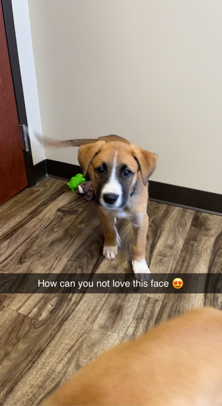 Sawyer, a Boxer and Great Pyrenees mix tested with EmbarkVet.com