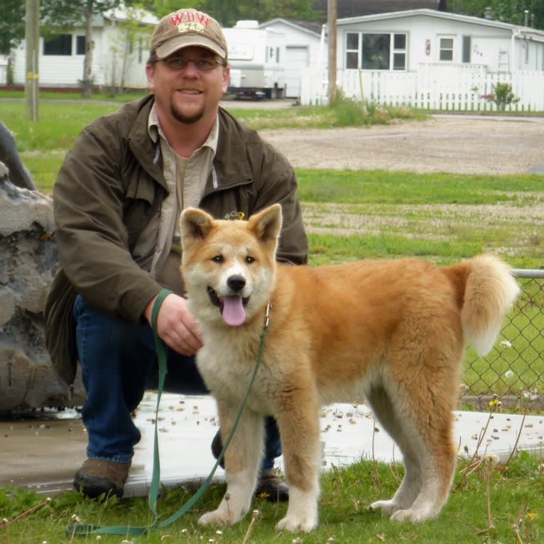 Taka - Langans Fire Taka of Dawn, an Akita tested with EmbarkVet.com