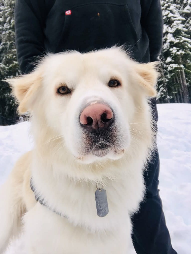 Koa, a Siberian Husky and Golden Retriever mix tested with EmbarkVet.com