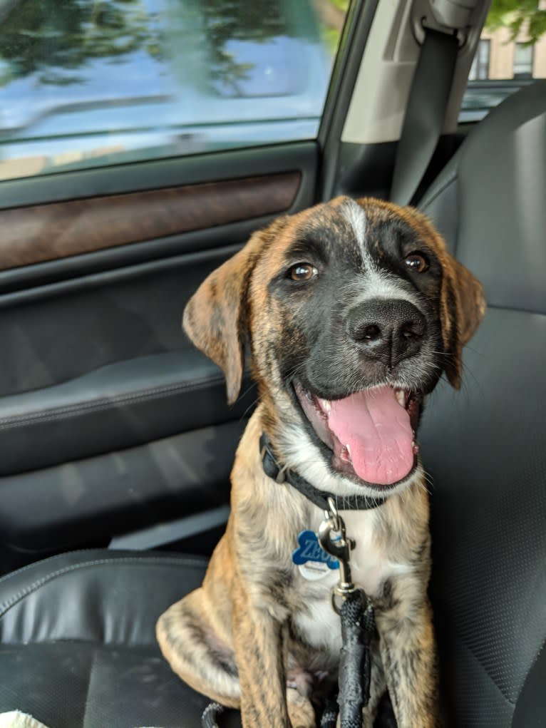 Zeus, a Labrador Retriever and Boxer mix tested with EmbarkVet.com