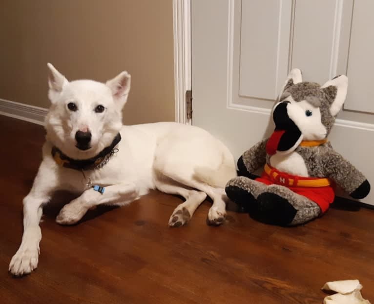 Charlie, an Alaskan-type Husky tested with EmbarkVet.com