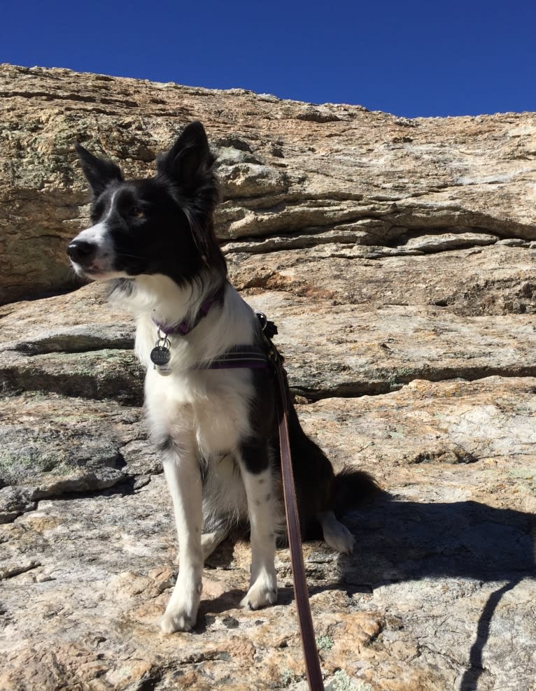 Riley, a Border Collie and German Shepherd Dog mix tested with EmbarkVet.com